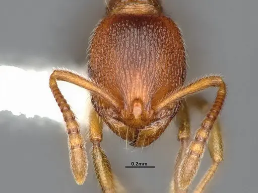 Stenamma punctatoventre - CASENT4032210