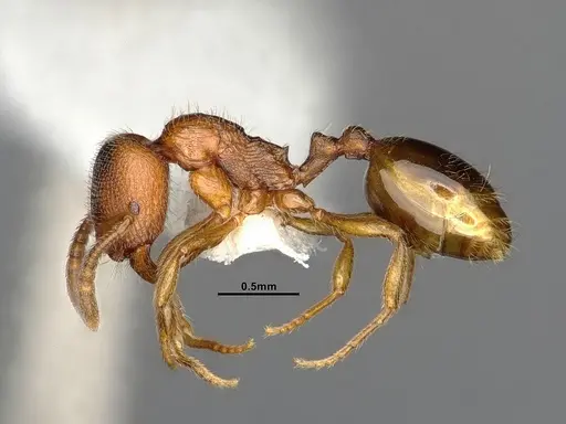 Stenamma punctatoventre - CASENT4032210