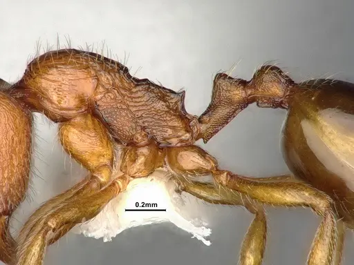 Stenamma punctatoventre - CASENT4032210