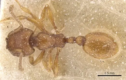 Stenamma punctiventre specimen