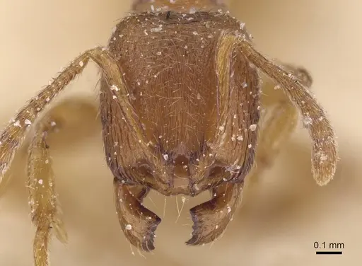 Stenamma punctiventre specimen