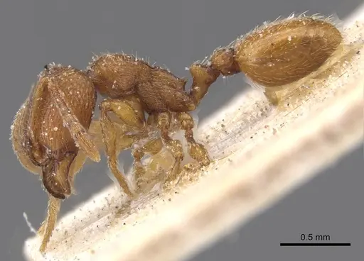 Stenamma punctiventre specimen