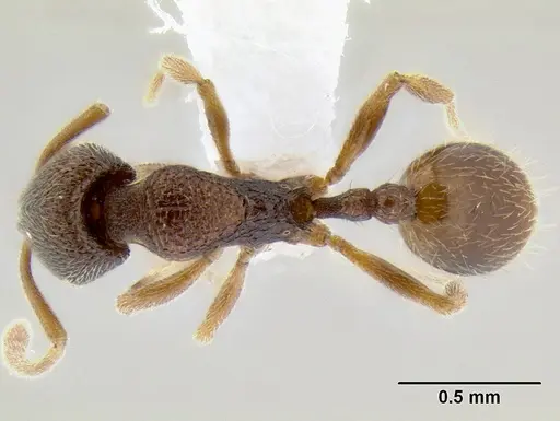 Stenamma saenzae specimen