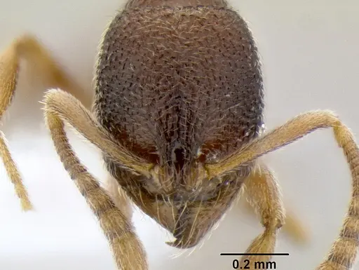 Stenamma saenzae specimen