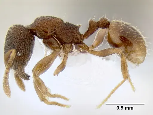 Stenamma saenzae specimen