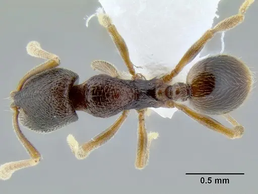 Stenamma saenzae - CASENT0603860