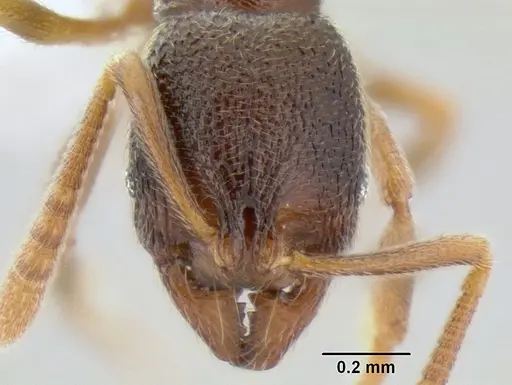 Stenamma saenzae - CASENT0603860