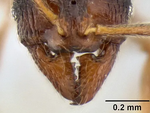 Stenamma saenzae - CASENT0603860