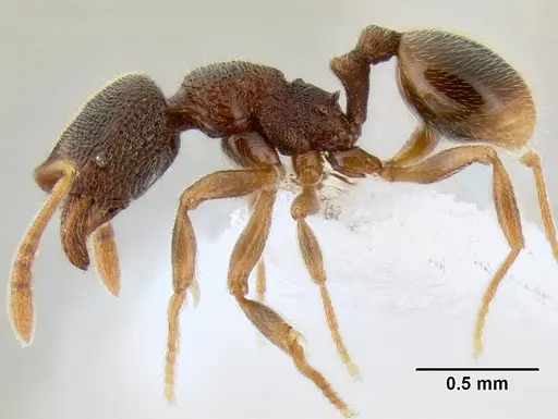 Stenamma saenzae - CASENT0603860