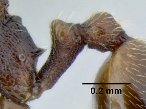 Stenamma saenzae - CASENT0603860