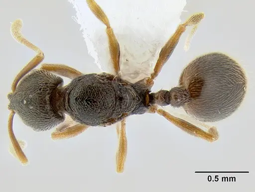 Stenamma saenzae - CASENT0603866