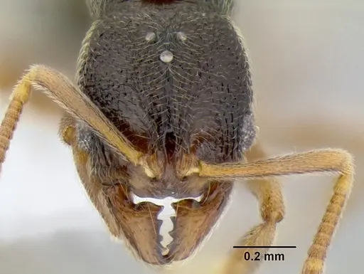 Stenamma saenzae - CASENT0603866