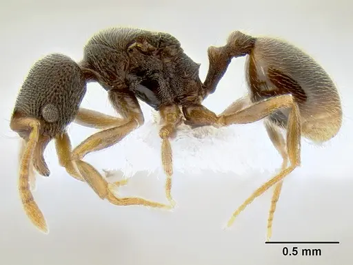 Stenamma saenzae - CASENT0603866