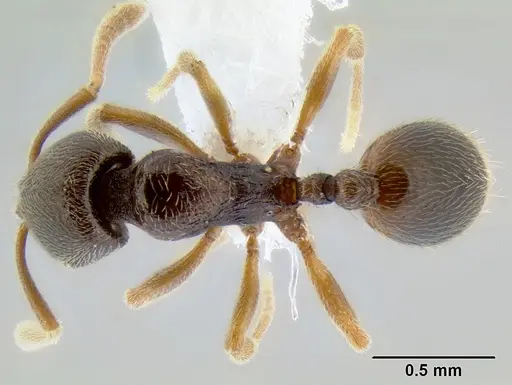 Stenamma saenzae - CASENT0604912