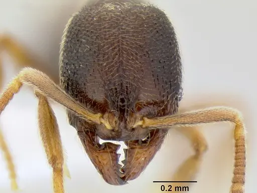 Stenamma saenzae - CASENT0604912