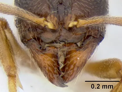 Stenamma saenzae - CASENT0604912