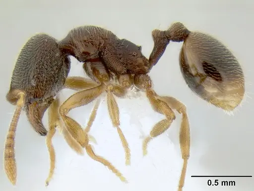 Stenamma saenzae - CASENT0604912