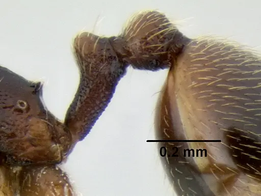 Stenamma saenzae - CASENT0604912