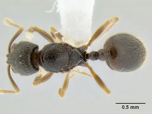 Stenamma saenzae - CASENT0604913