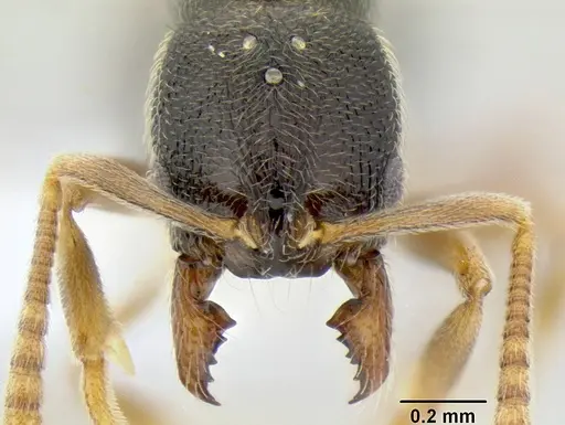 Stenamma saenzae - CASENT0604913