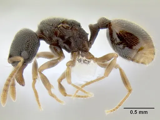 Stenamma saenzae - CASENT0604913