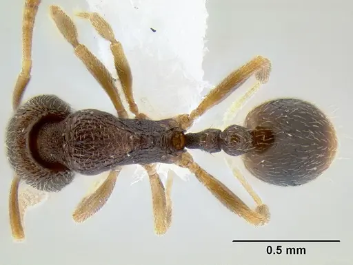 Stenamma saenzae - CASENT0604932