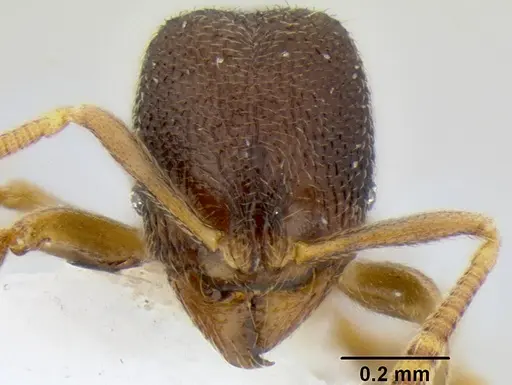 Stenamma saenzae - CASENT0604932