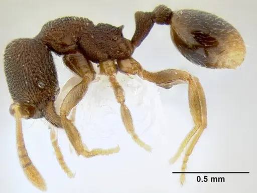 Stenamma saenzae - CASENT0604932