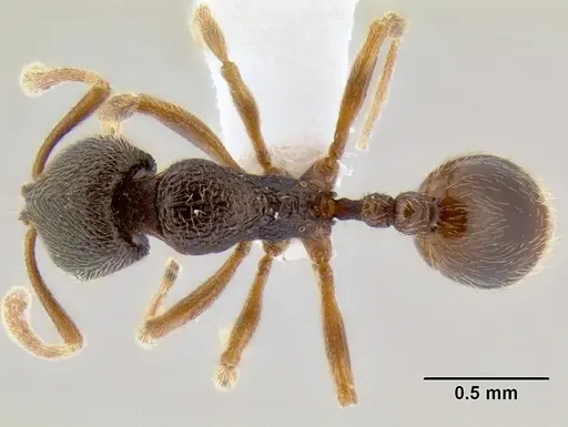 Stenamma saenzae - CASENT0620169