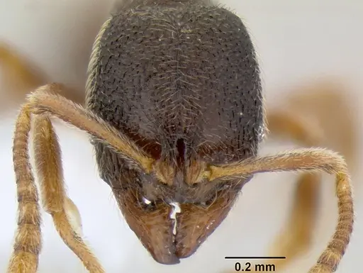 Stenamma saenzae - CASENT0620169