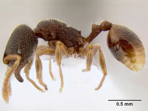 Stenamma saenzae - CASENT0620169