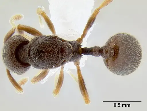 Stenamma saenzae - CASENT0621730