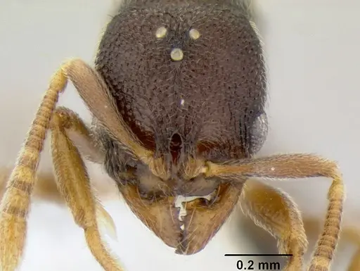 Stenamma saenzae - CASENT0621730