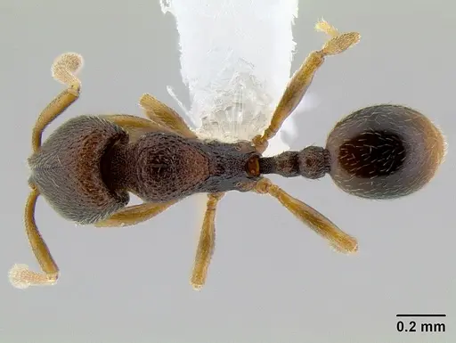 Stenamma saenzae - CASENT0621764