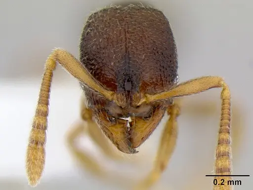 Stenamma saenzae - CASENT0621764