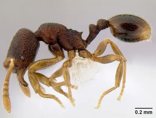 Stenamma saenzae - CASENT0621764