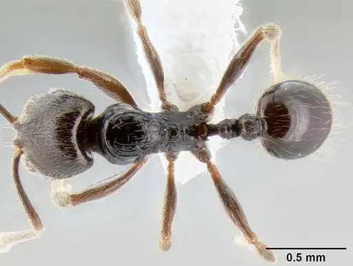 Stenamma sandinista specimen