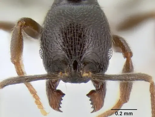 Stenamma sandinista specimen