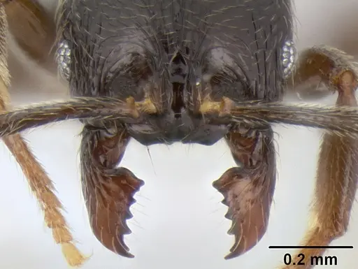 Stenamma sandinista specimen