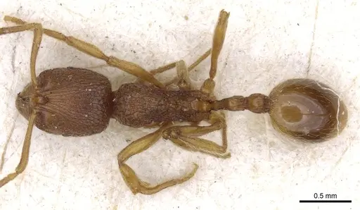 Stenamma sardoum specimen