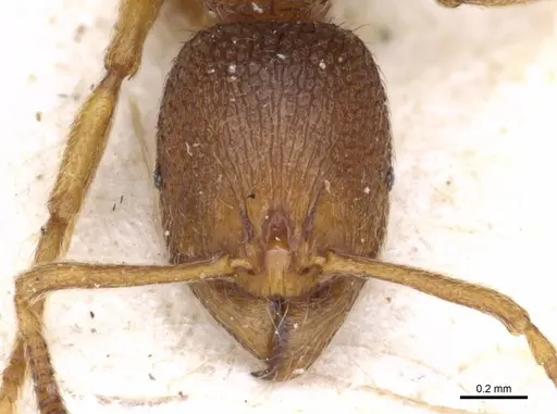 Stenamma sardoum specimen