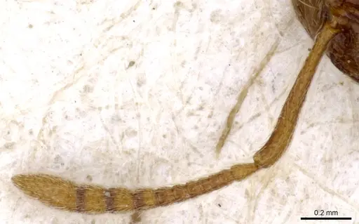 Stenamma sardoum specimen