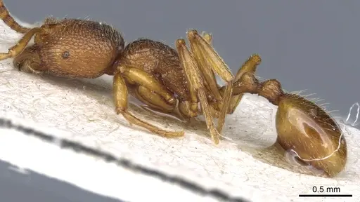 Stenamma sardoum - CASENT0904150