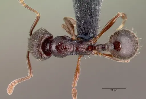 Stenamma schmidti specimen