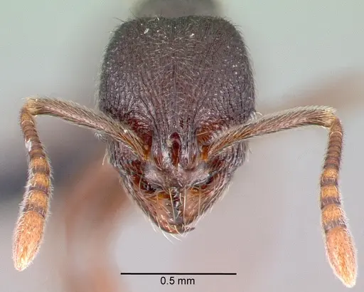 Stenamma schmidti specimen