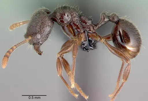 Stenamma schmidti specimen