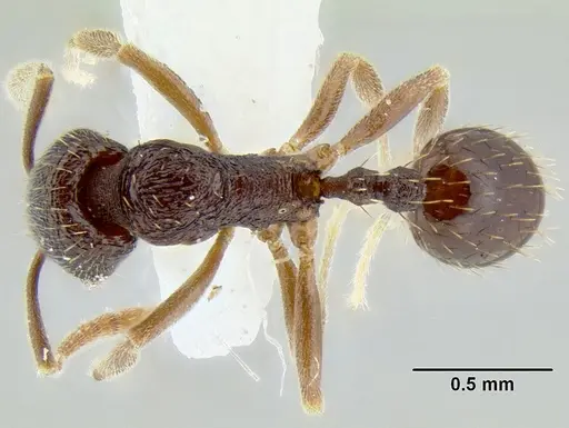 Stenamma schmidti - CASENT0126220