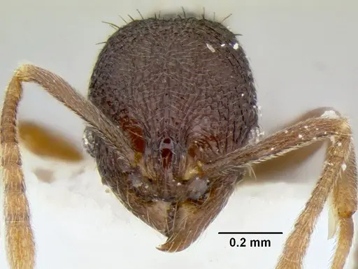 Stenamma schmidti - CASENT0126220