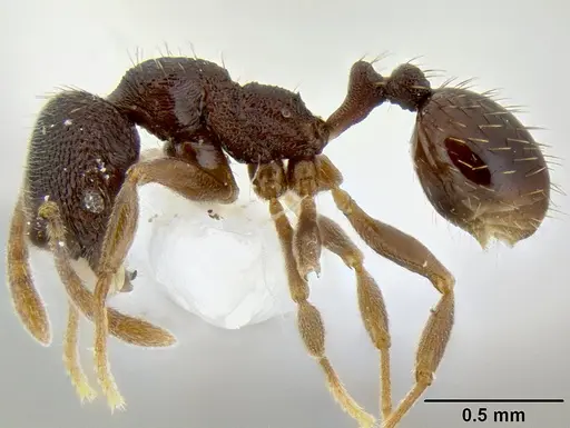 Stenamma schmidti - CASENT0126220