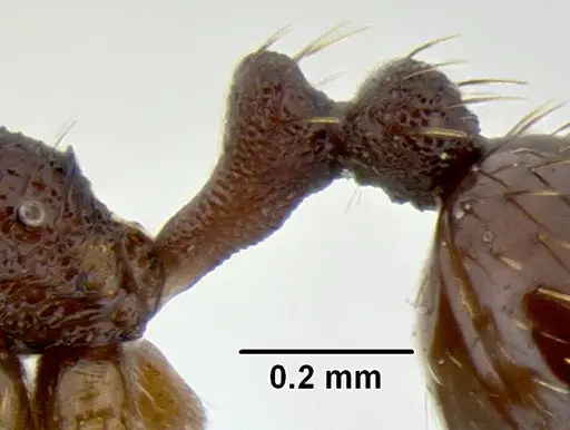 Stenamma schmidti - CASENT0126220